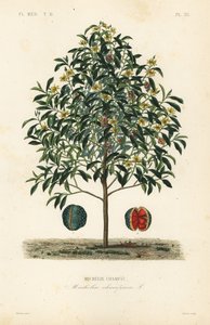 Champak tree, Magnolia champaca, Michelia champaca, Michelie champac بواسطة غير معروف