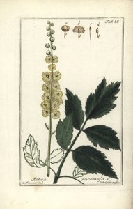 Cimicifuga Cimicifuga racemosa أو الكوهوش الأسود ، Actaea racemosa (actee a grappe) بواسطة غير معروف