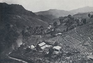 مزرعة الشاي السريلانكية ، 1924 بواسطة غير معروف