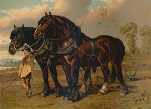 Clydesdale Stallion & Mare ، c1879. بواسطة غير معروف