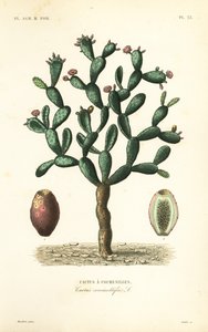 Cochineal cactus, Nopalea cochenillifera, Opuntia cochenillifera, Cactus cochenillifer, Cactus coccinellifer, Cactus a cochenilles بواسطة غير معروف