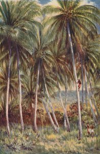 Coco-Nut Palms في شمال كوينزلاند ، 1923. بواسطة غير معروف