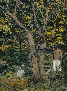 الكاكاو في محمل كامل ، ترينيداد وتوباغو ، c1914. بواسطة غير معروف