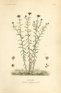 الكتان الشائع أو بذر الكتان ، Linum usitatissimum بواسطة غير معروف
