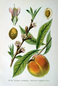 الخوخ المشترك ، 1893 بواسطة غير معروف