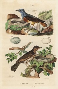 القلاع الصخري الشائع مع العش والبيض ، Monticola saxatilis ، وسماع الأغنية مع العش والبيض ، Turdus philomelos بواسطة غير معروف