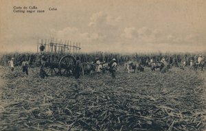 Corte de Cana - قطع قصب السكر - كوبا ، c1910 بواسطة غير معروف