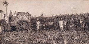 Corte de Canna. - جمع قصب السكر. كوبا ، c1900 بواسطة غير معروف