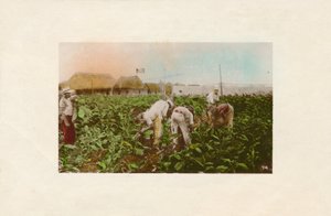 حصاد التبغ. - مزرعة تبغ ، ج .1910 بواسطة غير معروف