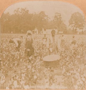 قطف القطن ، c1900 بواسطة غير معروف