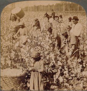 القطن هو ملك - مشهد مزرعة مع جامعي في العمل. جورجيا ، c1900 بواسطة غير معروف