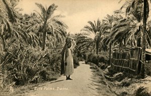 النخيل ، البصرة ، c1918-c1939. بواسطة غير معروف