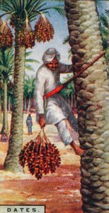 تواريخ. - جمع الفاكهة ، شمال إفريقيا ، 1928 بواسطة غير معروف