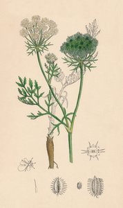 Daucus Carota. الجزرة البرية ، القرن التاسع عشر بواسطة غير معروف