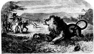 ديفيد ليفينغستون ، تم إنقاذه من أسد بواسطة ميبالوي ، مدير مدرسة محلي ، 1857 بواسطة غير معروف