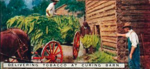 توصيل التبغ في Curing Barn ، 1926 بواسطة غير معروف