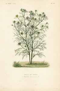 Devil-in-a-bush or love-in-a-mist، Nigella arvensis، Nigelle des Champs بواسطة غير معروف