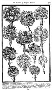 Dianthus قرنفل وزهور ، 1629 بواسطة غير معروف