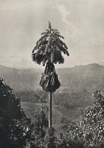 ال Talipotpalm Corypha umbracalifera في الدم ، 1926 بواسطة غير معروف