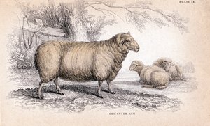 ديشلي نيو ليستر رام ، c1840 بواسطة غير معروف