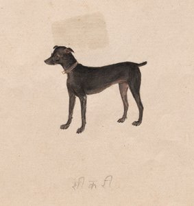 كلب ، 1800s. بواسطة غير معروف