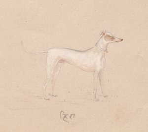 كلب ، 1800s. بواسطة غير معروف