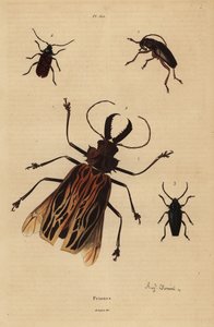 مفارقة Dorysthenes 1 ، Macrodontia cervicornis ، الضعيفة 2 ، Elateropsis lineatus 3 و Prionus versicolor 4 بواسطة غير معروف