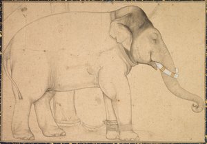 رسم فيل ، ج. 1700. بواسطة غير معروف