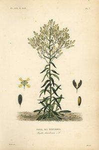 وواد داير ، Isatis tinctoria ، Pastel des Teinturers بواسطة غير معروف