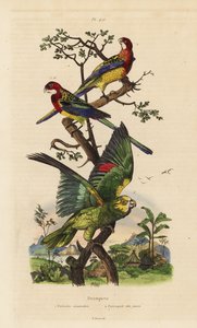 روزيلا الشرقية ، وامتحانات Platycercus ، وأمازون أصفر التاج ، أمازون أوكروسيفالا بواسطة غير معروف