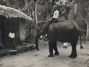 فيل على مسار في كاندي ، 1926 بواسطة غير معروف