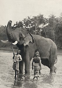 فيل في Mahavaliganga ، 1926 بواسطة غير معروف