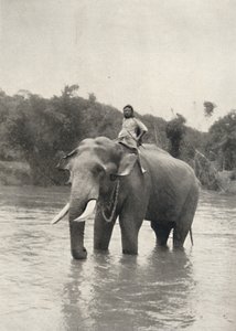 فيل مع Kornak In der Mahavaliganga ، 1926 بواسطة غير معروف