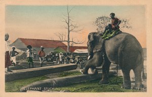 الفيل تمسك الأخشاب ، c1900 بواسطة غير معروف