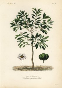 تفاحة الفيل أو chulta ، Dillenia indica ، Dillenia speciosa ، Dillenie elegante بواسطة غير معروف