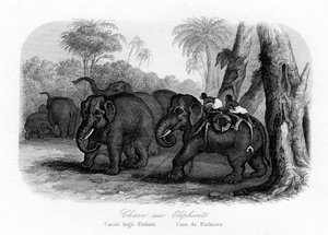 صيد الفيل ، الهند ، c1840 بواسطة غير معروف
