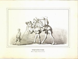 جمل مع زعيم من ساردس. رسم توضيحي مأخوذ من كتاب صور سفر متنوعة من تأليف جيريكاو بومان وإليزابيث ونشرته Forlagsbureauet (كوبنهاغن ، 1881) بواسطة غير معروف