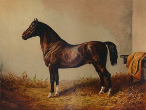 Pony Hack Don Carlos بالكامل ، c1897. بواسطة غير معروف