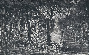 الغابة الأفريقية الاستوائية ، 1924 بواسطة غير معروف