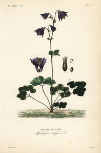 كولومبين الأوروبية ، Aquilegia vulgaris ، Ancolie vulgaire بواسطة غير معروف