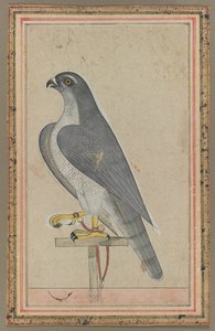 فالكون ، ج. 1770. بواسطة غير معروف