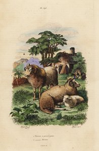 الأغنام ذات الذيل الدهني ، Ovis الحمل 1 ، والأغنام Merino ، Ovis برج الحمل 2 بواسطة غير معروف