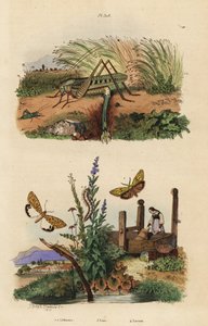 أنثى ثؤلول الجراد القارص تضع بيضًا ، Decticus verrucivorus 4 ، رجل ذو ريش ، Spiris striata 1 ، و flunkey مرقط قرمزي ، Utetheisa pulchella 2 ، و Lixus paraplecticus beetle 3. Lithosies ، lixe ، الجراد بواسطة غير معروف
