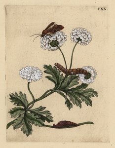 الأقحوان ، Tanacetum parthenium ، مع العثة واليرقة والباوبا ، CXX بواسطة غير معروف