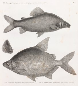 الأسماك: The Characin Nefasch و The Serrasalme Citharine بواسطة غير معروف