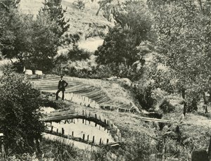 أسماك البرك ، إرسيلدون ، بالقرب من بالارات ، 1901. بواسطة غير معروف