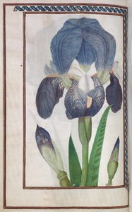 Florilegium: الصفحة 14 مقابل قزحية زرقاء وبيضاء ، 1608. بواسطة غير معروف
