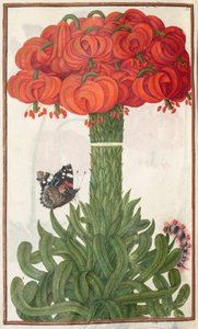 Florilegium: الصفحة 18 باقة مقابل من زنابق البرتقال ، 1608. بواسطة غير معروف