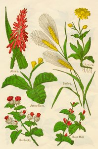 الزهور: Aloes ، Arnica ، Arrow Root ، Barley ، Balm Mint ، Burdock ، c1940. بواسطة غير معروف