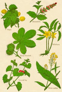 الزهور: القفزات ، الحصان ، كستناء الحصان ، Hellebore ، اللبلاب الأرضي ، فجل الحصان ، c1940